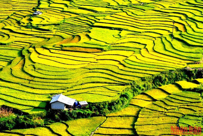 Peaceful houses on the yellow rice carpet. Peaceful houses on the yellow rice carpet.