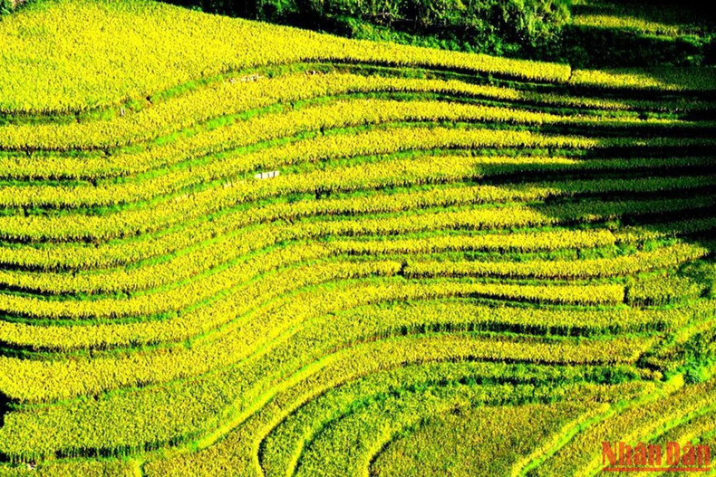 The colour of the satiety The colour of the satiety