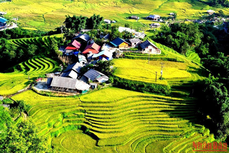 The H'Mong village is located on a high hill surrounded by the warm yellow colour of rice. The H'Mong village is located on a high hill surrounded by the warm yellow colour of rice.
