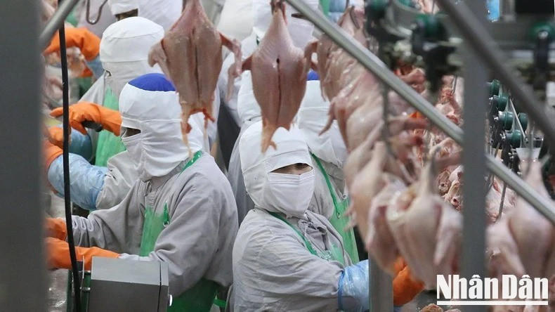 From 2020 to 2024, Viet Nam spent around 200–300 million USD annually to import 200,000–300,000 tonnes of frozen chicken meat—a sharp increase compared to 2016–2019. From 2020 to 2024, Viet Nam spent around 200–300 million USD annually to import 200,000–300,000 tonnes of frozen chicken meat—a sharp increase compared to 2016–2019.