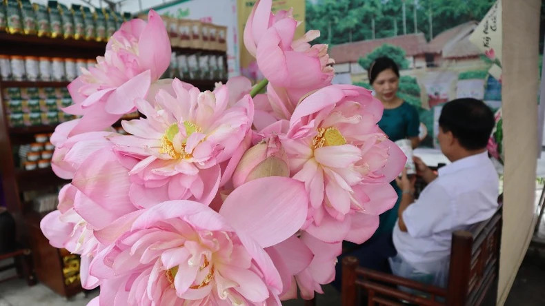 The lotus blossoms not only bear witness to changes in rural life but also contribute to socio-economic development in the region. Several lotus-derived products have been recognised by the Nghe An Provincial People’s Committee as One Commune, One Product (OCOP) items, including: lotus heart tea, lotus leaf tea, lotus rice-scented tea, and butter-roasted dried lotus seeds. The lotus blossoms not only bear witness to changes in rural life but also contribute to socio-economic development in the region. Several lotus-derived products have been recognised by the Nghe An Provincial People’s Committee as One Commune, One Product (OCOP) items, including: lotus heart tea, lotus leaf tea, lotus rice-scented tea, and butter-roasted dried lotus seeds.