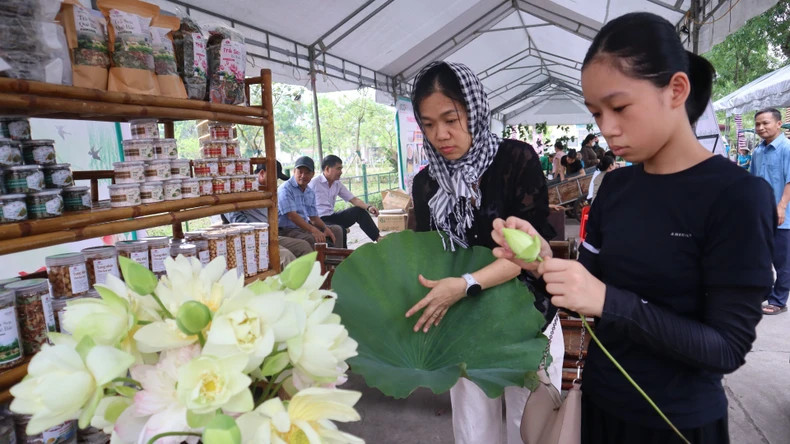 Lotus arrangements have become highlights at the rural market fair in Kim Lien Commune, welcoming the 2025 Sen Village Festival. Lotus arrangements have become highlights at the rural market fair in Kim Lien Commune, welcoming the 2025 Sen Village Festival.