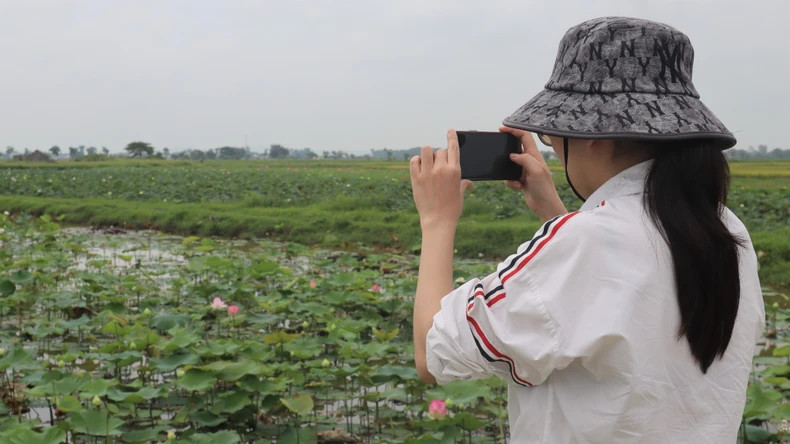 Lotus flowers not only beautify the landscape and improve local incomes but also enchant countless visitors returning to President Ho Chi Minh’s hometown. Lotus flowers not only beautify the landscape and improve local incomes but also enchant countless visitors returning to President Ho Chi Minh’s hometown.