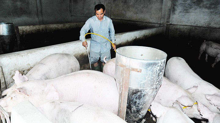The production of live pork for 2024 was expected to increase by 6.6% compared to the previous year. (Photo: NGUYEN NAM) The production of live pork for 2024 was expected to increase by 6.6% compared to the previous year. (Photo: NGUYEN NAM)