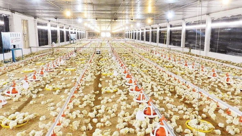 A poultry farm in Tay Ninh. (Photo: NDO). A poultry farm in Tay Ninh. (Photo: NDO).