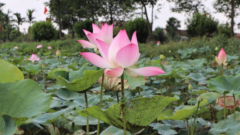 The lotus not only symbolises purity, grace, and the resilient spirit of the Vietnamese people, but also reflects the essence of Eastern culture and Buddhism. The lotus not only symbolises purity, grace, and the resilient spirit of the Vietnamese people, but also reflects the essence of Eastern culture and Buddhism.