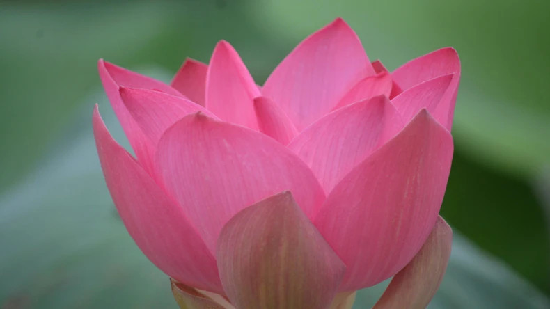 Its fragile petals, layered delicately atop one another, quietly spread a pure and soothing scent. Its fragile petals, layered delicately atop one another, quietly spread a pure and soothing scent.