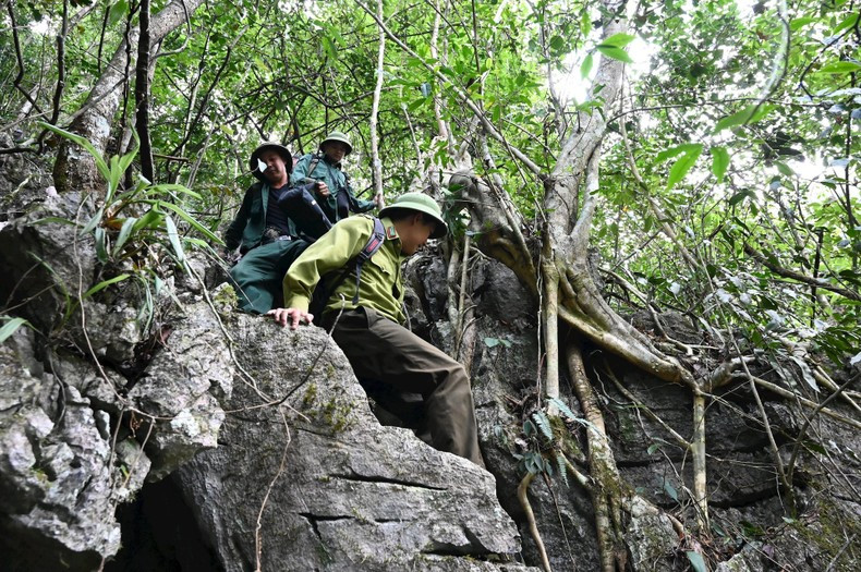 Forest conservation efforts at the Cao Vit Gibbon (Nomascus nasutus) Species and Habitat Conservation Area, in Trung Khanh District, Cao Bang Province. (Photo: Nguyen Duc Tho/Fauna & Flora) Forest conservation efforts at the Cao Vit Gibbon (Nomascus nasutus) Species and Habitat Conservation Area, in Trung Khanh District, Cao Bang Province. (Photo: Nguyen Duc Tho/Fauna & Flora)