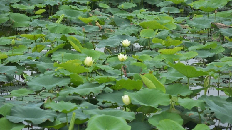 Alongside the red lotus ponds, white lotus blossoms also bloom in quiet harmony. Alongside the red lotus ponds, white lotus blossoms also bloom in quiet harmony.