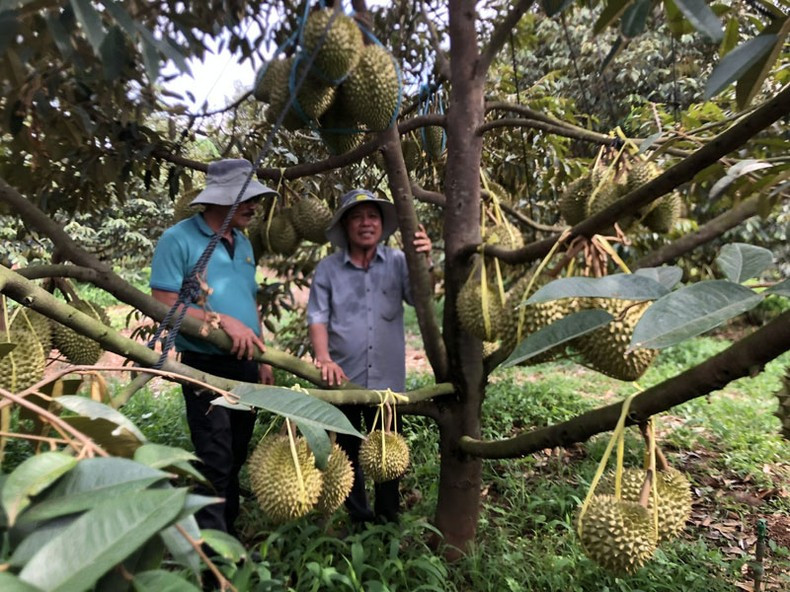 Organic durian for exports in Nghia Trung commune, Bu Dang District, Binh Phuoc Province. (Photo: Quoc Phong)