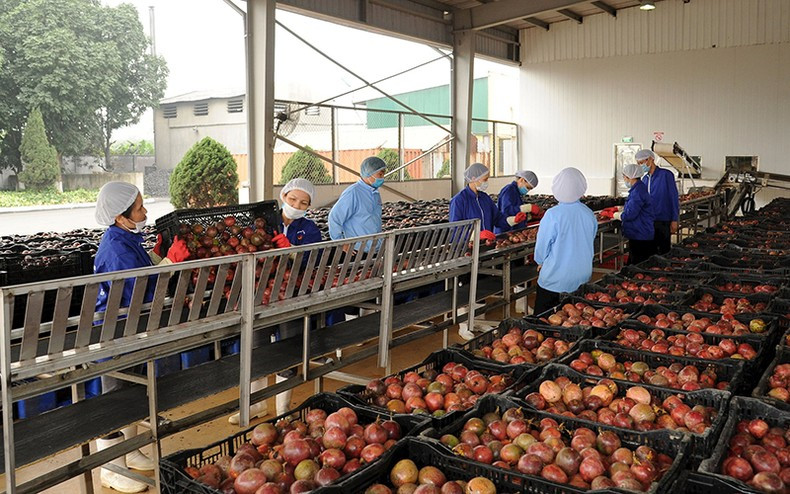 Pre-processing passion fruit for export at Dong Giao Export Food Joint Stock Company. (Photo: Duc Khanh) Pre-processing passion fruit for export at Dong Giao Export Food Joint Stock Company. (Photo: Duc Khanh)