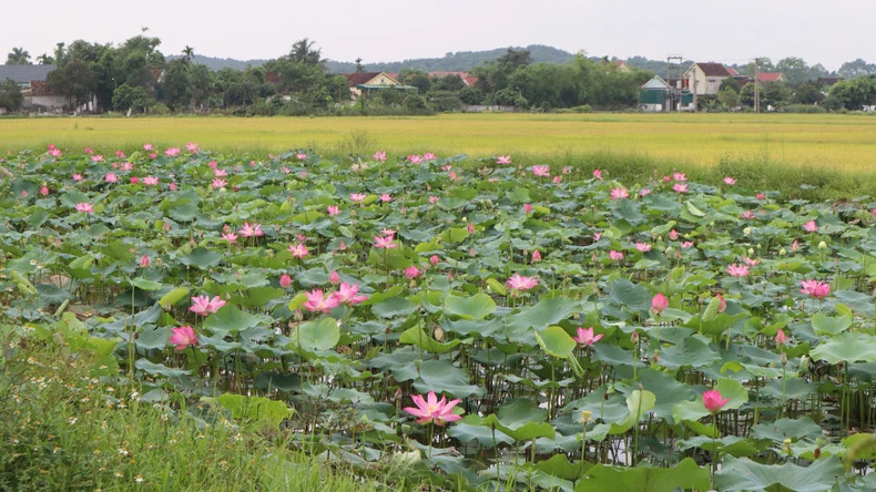 Lotus blossoms perfume the air, blooming continuously from Sen Village, President Ho Chi Minh’s paternal hometown, to Hoang Tru, his maternal village. Lotus blossoms perfume the air, blooming continuously from Sen Village, President Ho Chi Minh’s paternal hometown, to Hoang Tru, his maternal village.