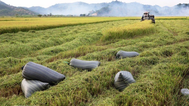 Rice harvesting in An Nhon Commune, Da Teh District, Lam Dong Province. (Illustrative photo: VNA) Rice harvesting in An Nhon Commune, Da Teh District, Lam Dong Province. (Illustrative photo: VNA)