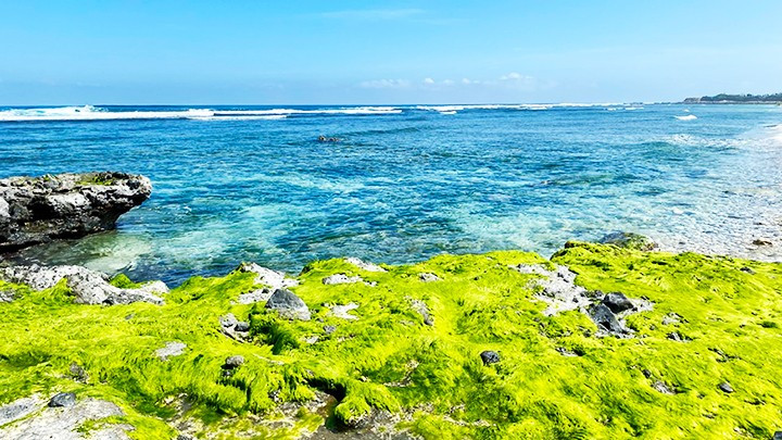 The season of moss on Ly Son Island.