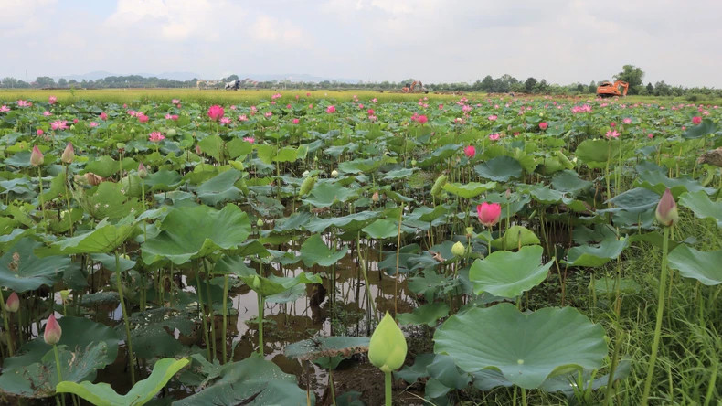 In recent years, the area of lotus cultivation in Kim Lien Commune has expanded significantly. In recent years, the area of lotus cultivation in Kim Lien Commune has expanded significantly.