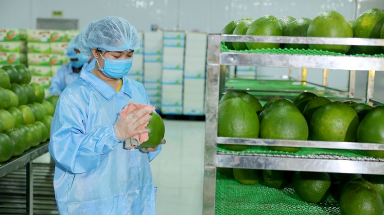 Workers in Vina T&T Group Company are preparing to pack grapefruits for export. (Photo: THUY AN)