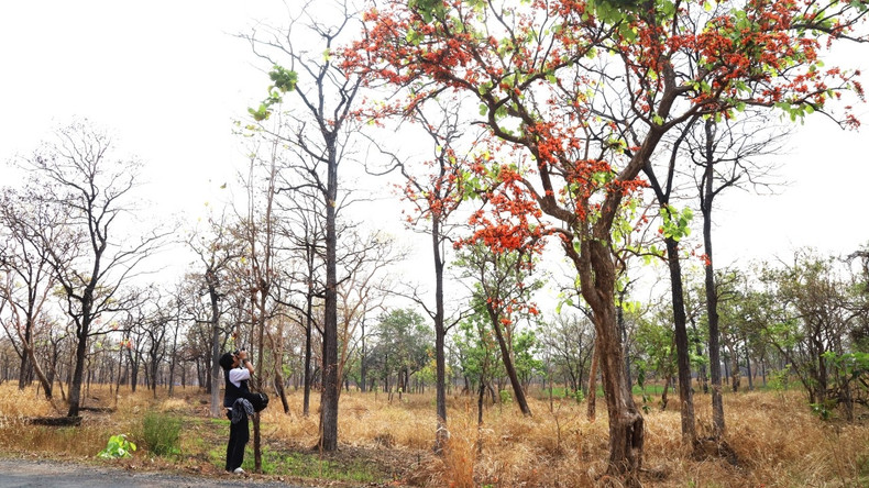 The enchanting beauty of the khop forest in the leaf changing season attracts many photographers.