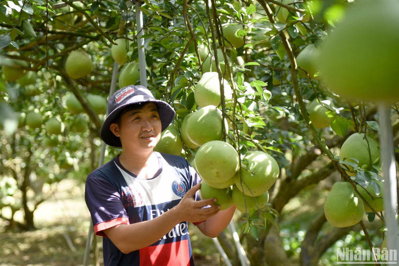 Nguyen Van Khoa, owner of an over 2,000 square metre pomelo orchard in Vinh Hiep Hamlet, Tan Binh Commune, Vinh Cuu District, said he will sell the pomelos for Tet season in about 10 days. Nguyen Van Khoa, owner of an over 2,000 square metre pomelo orchard in Vinh Hiep Hamlet, Tan Binh Commune, Vinh Cuu District, said he will sell the pomelos for Tet season in about 10 days.