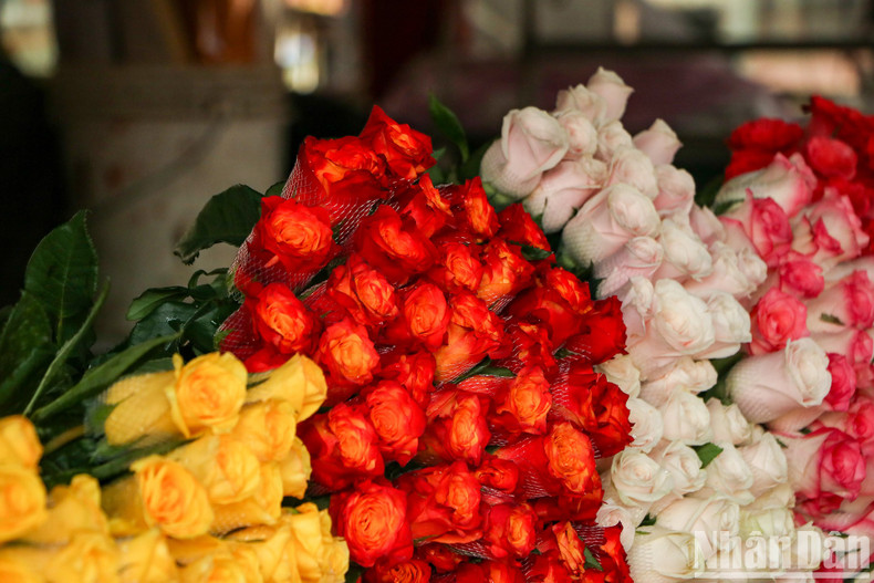 Roses, an indispensable flower for the March 8 occasion, have been sold in bundles at about 200,000 VND per dozen. Roses, an indispensable flower for the March 8 occasion, have been sold in bundles at about 200,000 VND per dozen.