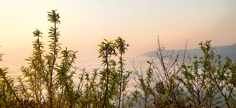 Peach flowers make spring more beautiful.