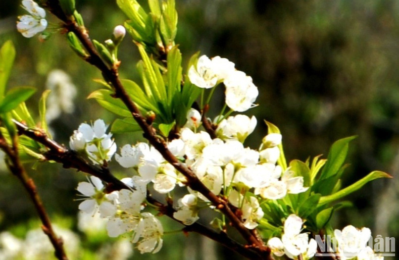 Tam Hoa plum blossoms shimmer in the sun on a spring day.