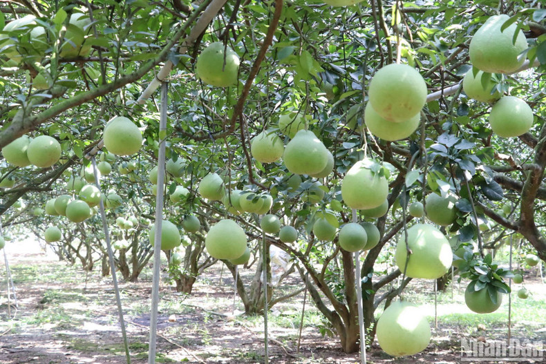 Tan Trieu villagers carefully taking care of pomelo trees. Tan Trieu villagers carefully taking care of pomelo trees.