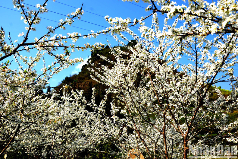 Plum blossoms represent the colours of the Northwest in spring.