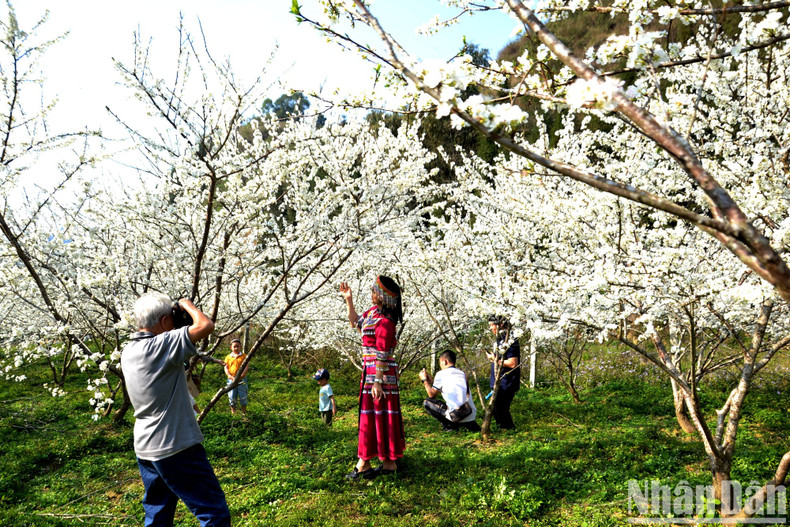 Many tourists come to Bac Ha Plateau to enjoy the Tam Hoa plum blossoms.