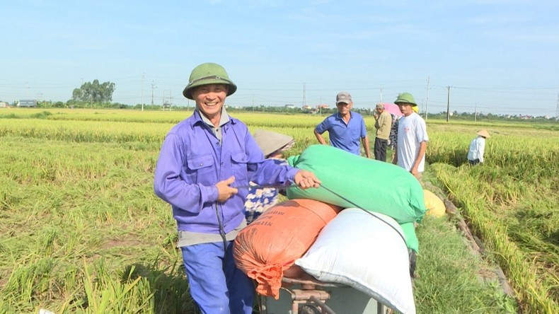 Vietnamese rice has great opportunities to increase exports. (Photo: NDO) Vietnamese rice has great opportunities to increase exports. (Photo: NDO)