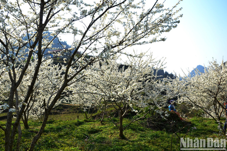 People are fascinated by the pure white of the plum blossoms in Bac Ha Plateau.