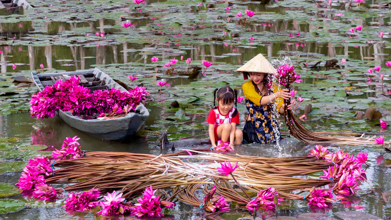 Helping the mother’s work, both mother and daughter soak in the water to pick water lilies to sell and earn money to cover the family's expenses.