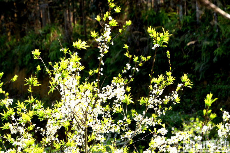 Plum blossoms bloom every spring.