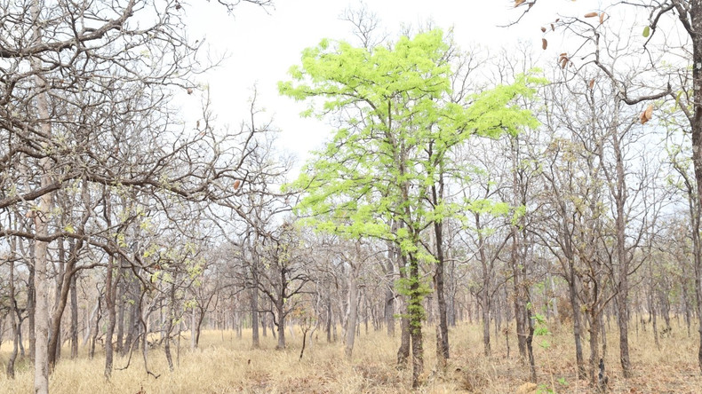 A species of plant in theforest after changing its green leaves amidst the hot and dry weather.