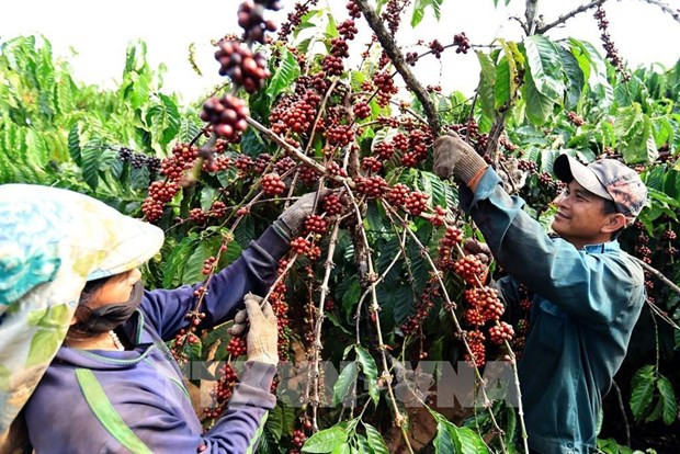 Farmers harvest coffee in a Central Highlands province. (Photo: VNA) Farmers harvest coffee in a Central Highlands province. (Photo: VNA)