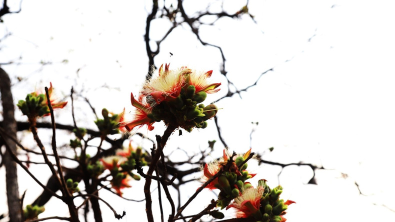 When the trees in the khop forest bloom in the leaf change season, many species of bees come to suck nectar.