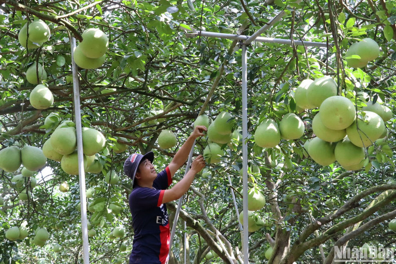Meanwhile, in some small-scale pomelo orchards, farmers are taking care of pomelos for Tet with the aim of gaining more income. Meanwhile, in some small-scale pomelo orchards, farmers are taking care of pomelos for Tet with the aim of gaining more income.