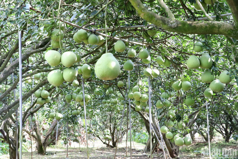 The prices of Tan Trieu’s pomelos are lower than previous years due to the decrease in demand. The prices of Tan Trieu’s pomelos are lower than previous years due to the decrease in demand.