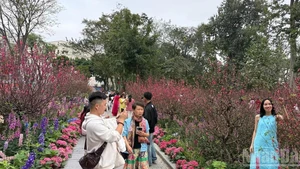 Visitors take photos with peach blossoom by Hoan Kiem Lake.