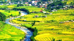 Terraced field in Sa Pa