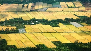 The Mekong Delta’s fields in season.