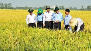 Farmers in Can Tho cultivate low-emission rice, adapting to climate change.