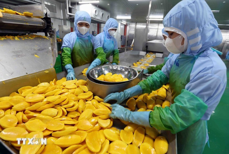 Workers process agricultural products for export (Photo: VNA) nong-san.jpg