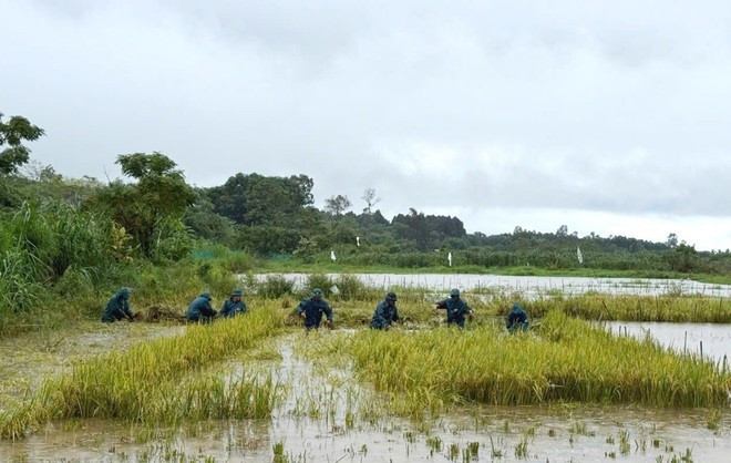 Militia members of Vinh Hoang commune under the Region 3 Defence Command – Vinh Linh (Quang Tri Provincial Military Command) assist local residents with rice harvesting. (Photo: VNA) Militia members of Vinh Hoang commune under the Region 3 Defence Command – Vinh Linh (Quang Tri Provincial Military Command) assist local residents with rice harvesting. (Photo: VNA)