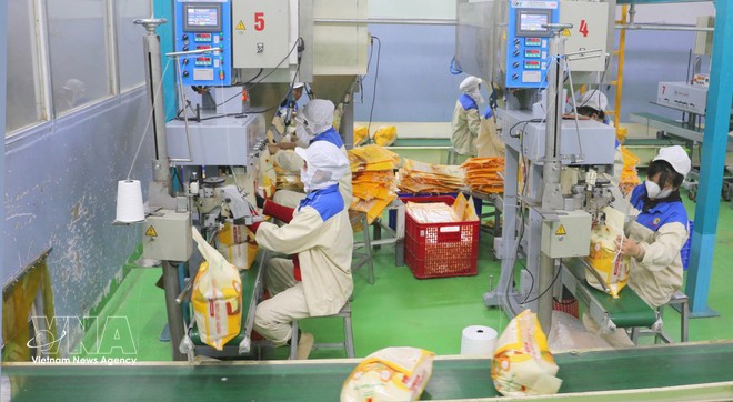 Rice is packaged for export at the Thao Son Food One Member Co., Ltd. plant under Loc Troi Group JSC. (Photo: VNA)