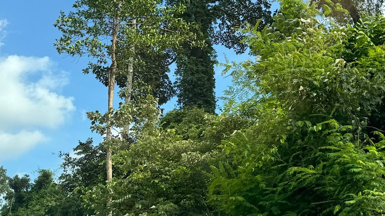 Along both sides of the forest trail, there is a multi-layered vegetation system.