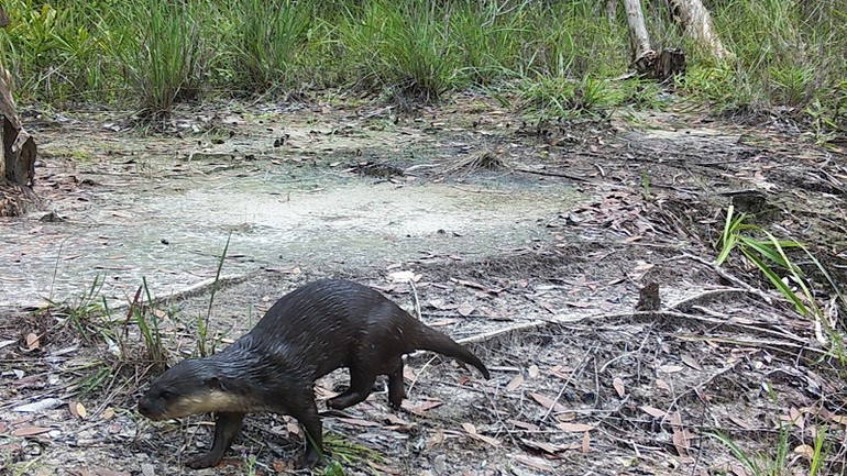 The small-clawed otter (a rare and endangered species prioritised for protection) was recently discovered in Phu Quoc National Park.