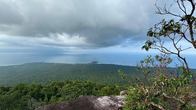 From the heights, the forest and the vast sea below seem to merge into one.