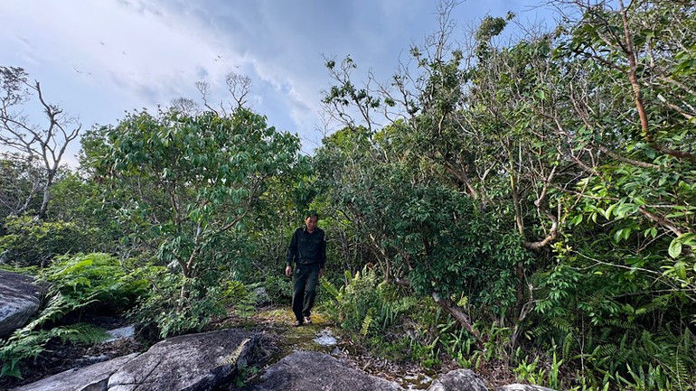 The forest protection teams are always on duty 24/7, frequently patrolling to promptly detect and prevent any acts of forest damage or encroachment, thereby contributing to the conservation of the park’s diverse ecosystem and natural landscape.