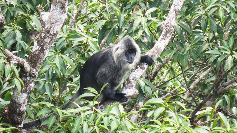 The Indochinese silvered langur, a species threatened with extinction and listed in both the Vietnamese and international Red Books, is under strict protection here.
