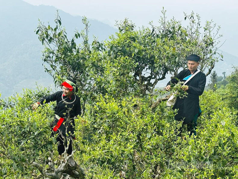 Harvesting Shan Tuyet tea on the Tay Con Linh range (Photo: tuyenquang.gov.vn) 1752627224490989427-122155003226560306-6723407325679433145-n-20250717220704.jpg